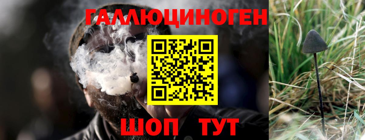 Галлюциногенные грибы Psilocybe Берёзовский